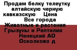 Продам белку телеутку алтайскую,черную кавказскую. › Цена ­ 5 000 - Все города Животные и растения » Грызуны и Рептилии   . Ненецкий АО,Осколково д.